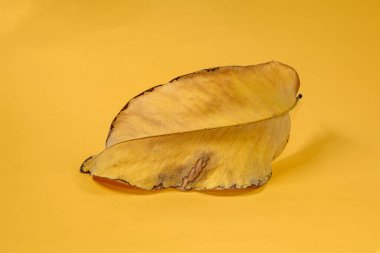 Sarı arkaplanda ölü kuru yaprak yalıtılmış sonbahar yaprakları