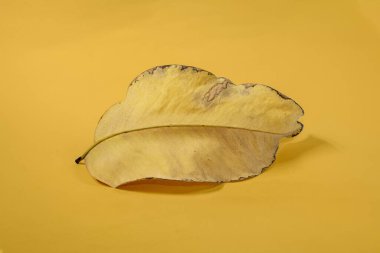 Sarı arkaplanda ölü kuru yaprak yalıtılmış sonbahar yaprakları