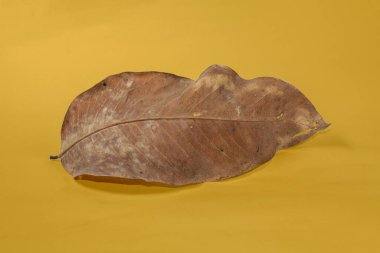 Sarı arkaplanda ölü kuru yaprak yalıtılmış sonbahar yaprakları