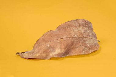 Sarı arkaplanda ölü kuru yaprak yalıtılmış sonbahar yaprakları