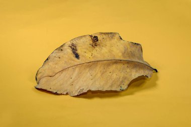 Sarı arkaplanda ölü kuru yaprak yalıtılmış sonbahar yaprakları