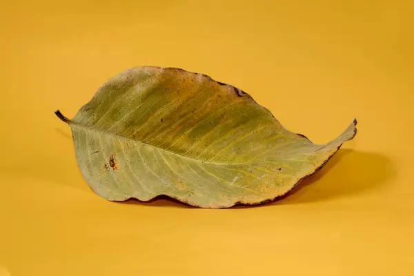 黄色い背景の秋の葉で隔離された死んだ乾燥した葉 — ストック写真