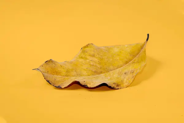 Folha Seca Morta Isolada Fundo Amarelo Folhas Outono — Fotografia de Stock