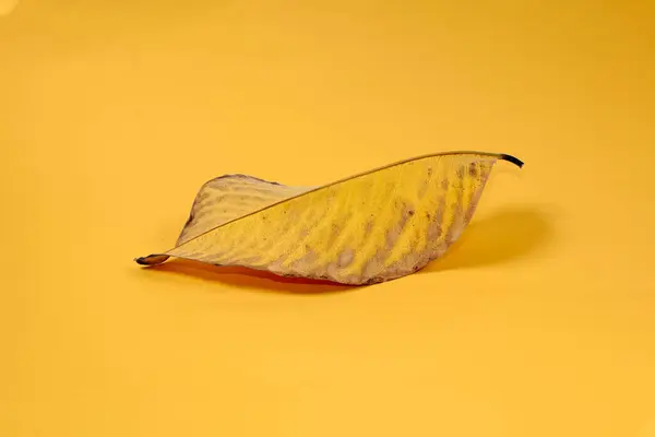 Dood Droog Blad Geïsoleerd Gele Achtergrond Herfstbladeren — Stockfoto