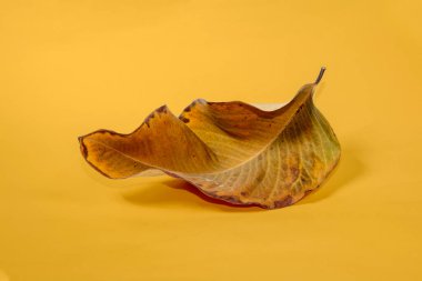 Sarı arkaplanda ölü kuru yaprak yalıtılmış sonbahar yaprakları