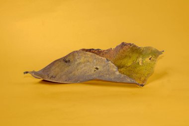 Sarı arkaplanda ölü kuru yaprak yalıtılmış sonbahar yaprakları