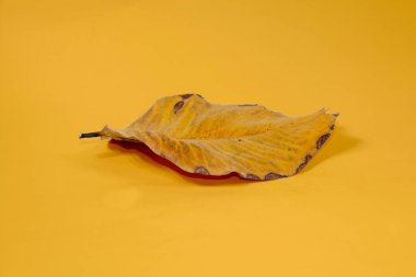 Sarı arkaplanda ölü kuru yaprak yalıtılmış sonbahar yaprakları