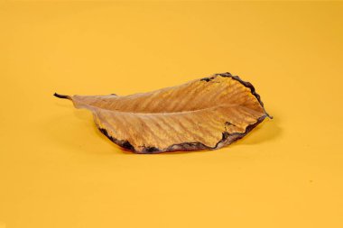 Sarı arkaplanda ölü kuru yaprak yalıtılmış sonbahar yaprakları