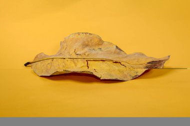 Sarı arkaplanda ölü kuru yaprak yalıtılmış sonbahar yaprakları