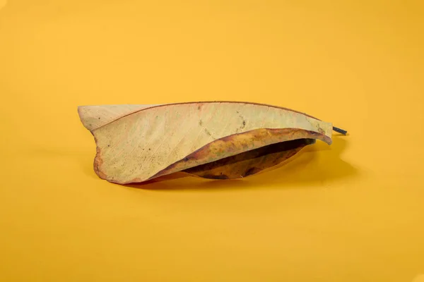 Dead Dry Leaf Isolated Yellow Background Autumn Leaves — Stock Photo, Image