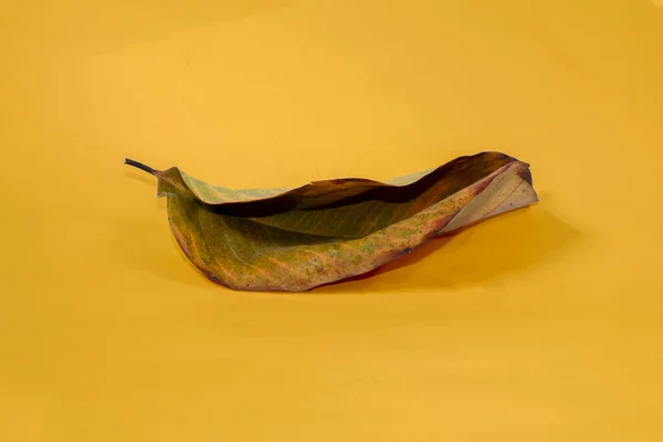 黄色い背景の秋の葉で隔離された死んだ乾燥した葉 — ストック写真