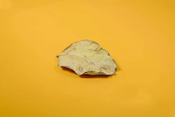 Мертвий Сухий Лист Ізольовано Жовтому Тлі Осіннього Листя — стокове фото