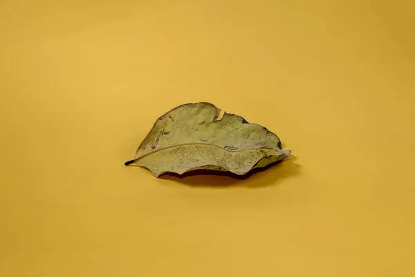 Dead Dry Blad Isolerad Gul Bakgrund Höst Löv — Stockfoto