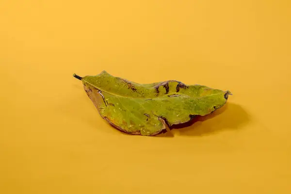 Dood Droog Blad Geïsoleerd Gele Achtergrond Herfstbladeren — Stockfoto
