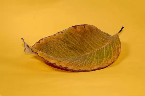 Martwy Suchy Liść Izolowany Żółtym Tle Jesienne Liście — Zdjęcie stockowe