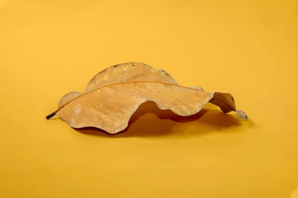 枯干的叶子孤立在黄色背景的秋叶上 — 图库照片