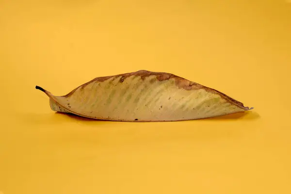 枯干的叶子孤立在黄色背景的秋叶上 — 图库照片