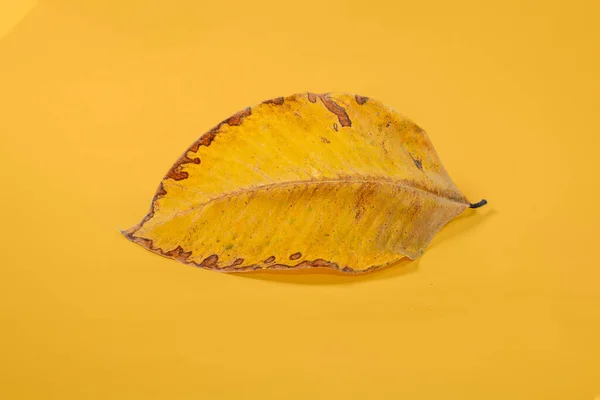 Mrtvý Suchý List Izolované Žlutém Pozadí Podzimní Listy — Stock fotografie