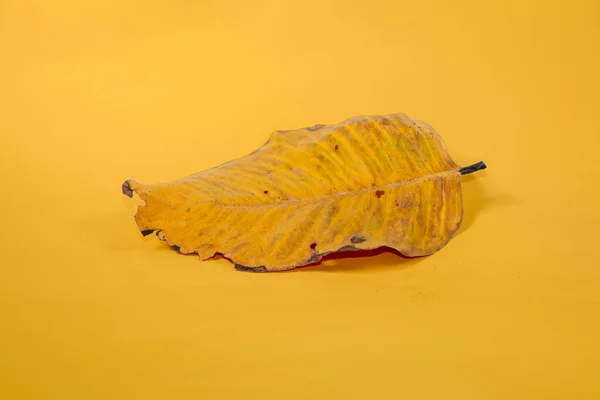 Dead Dry Leaf Isolated Yellow Background Autumn Leaves — Stock Photo, Image