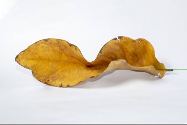 Ölü kuru yaprak beyaz arkaplanda yalıtılmış sonbahar yaprakları