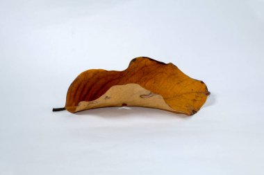 Ölü kuru yaprak beyaz arkaplanda yalıtılmış sonbahar yaprakları