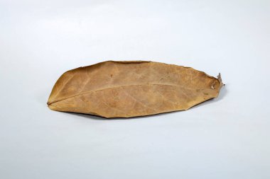 Ölü kuru yaprak beyaz arkaplanda yalıtılmış sonbahar yaprakları