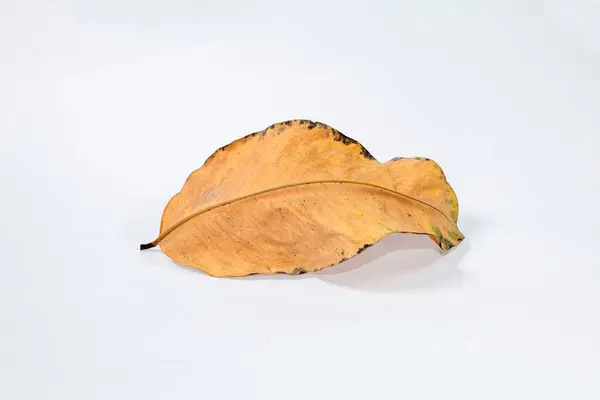 枯干的叶子被白色的背景隔离 秋天的叶子 — 图库照片
