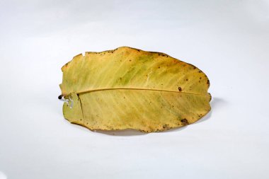 Ölü kuru yaprak beyaz arkaplanda yalıtılmış sonbahar yaprakları