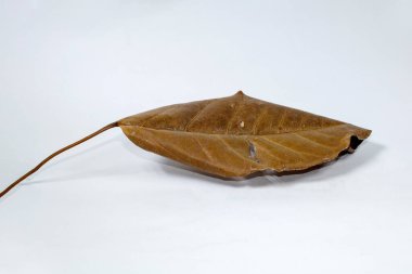 Ölü kuru yaprak beyaz arkaplanda yalıtılmış sonbahar yaprakları