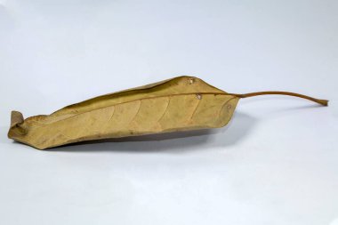 Ölü kuru yaprak beyaz arkaplanda yalıtılmış sonbahar yaprakları