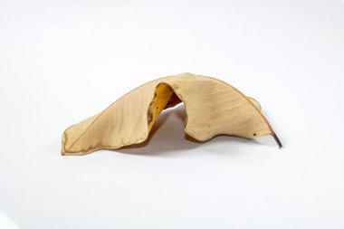 Ölü kuru yaprak beyaz arkaplanda yalıtılmış sonbahar yaprakları