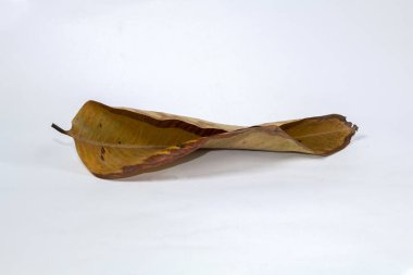 Ölü kuru yaprak beyaz arkaplanda yalıtılmış sonbahar yaprakları