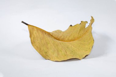 Ölü kuru yaprak beyaz arkaplanda yalıtılmış sonbahar yaprakları