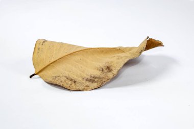 Ölü kuru yaprak beyaz arkaplanda yalıtılmış sonbahar yaprakları