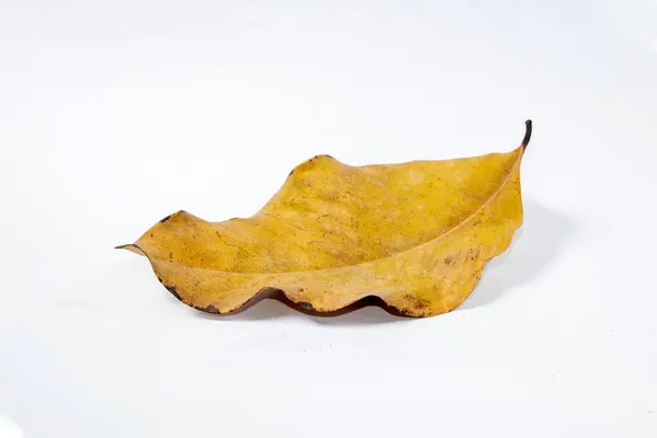 Dead Dry Blatt Isoliert Auf Weißem Hintergrund Herbstblätter — Stockfoto