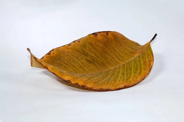 Dead Dry Blatt Isoliert Auf Weißem Hintergrund Herbstblätter — Stockfoto