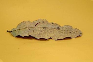 Sarı arkaplanda ölü kuru yaprak yalıtılmış sonbahar yaprakları