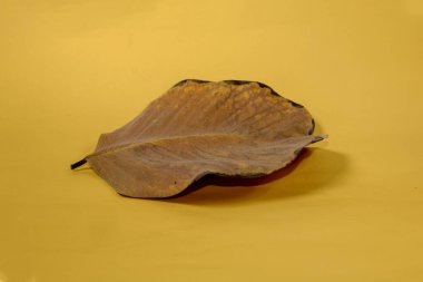 Sarı arkaplanda ölü kuru yaprak yalıtılmış sonbahar yaprakları