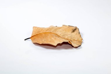 Ölü kuru yaprak beyaz arkaplanda yalıtılmış sonbahar yaprakları