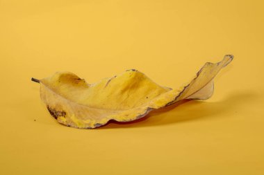 Sarı arkaplanda ölü kuru yaprak yalıtılmış sonbahar yaprakları
