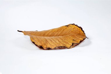 Ölü kuru yaprak beyaz arkaplanda yalıtılmış sonbahar yaprakları