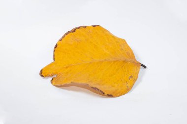 Ölü kuru yaprak beyaz arkaplanda yalıtılmış sonbahar yaprakları