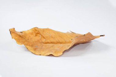 Ölü kuru yaprak beyaz arkaplanda yalıtılmış sonbahar yaprakları