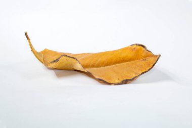 Ölü kuru yaprak beyaz arkaplanda yalıtılmış sonbahar yaprakları