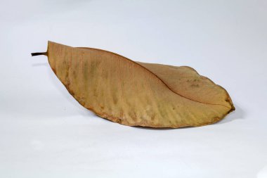 Ölü kuru yaprak beyaz arkaplanda yalıtılmış sonbahar yaprakları