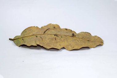 Ölü kuru yaprak beyaz arkaplanda yalıtılmış sonbahar yaprakları