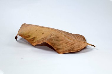 Ölü kuru yaprak beyaz arkaplanda yalıtılmış sonbahar yaprakları