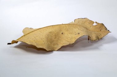 Ölü kuru yaprak beyaz arkaplanda yalıtılmış sonbahar yaprakları