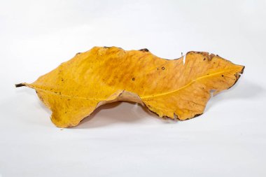 Ölü kuru yaprak beyaz arkaplanda yalıtılmış sonbahar yaprakları