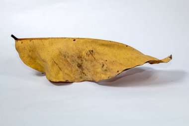 Ölü kuru yaprak beyaz arkaplanda yalıtılmış sonbahar yaprakları